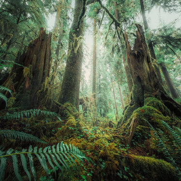 Ravensburger - Woods - 1000 palaa