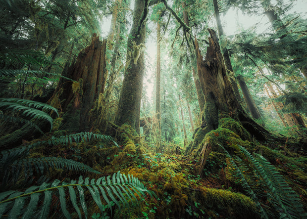 Ravensburger - Woods - 1000 palaa