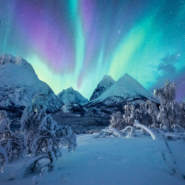 Ravensburger - The Arctic show - 1500 palaa