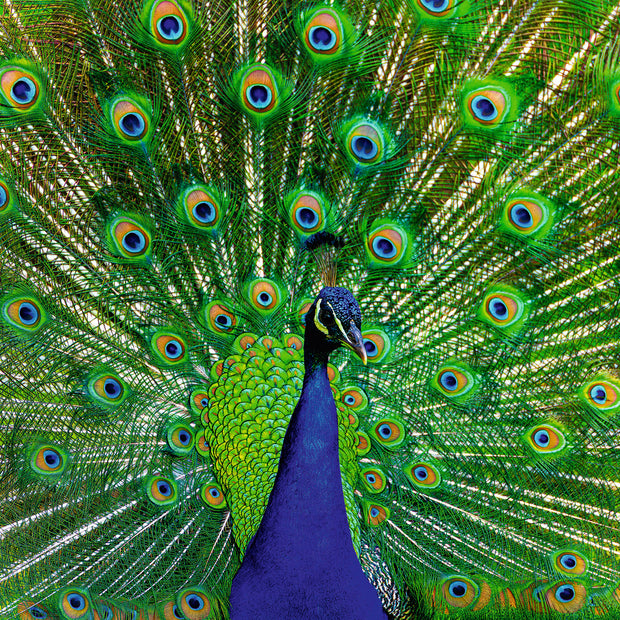 Ravensburger - Peacock - 500 palaa