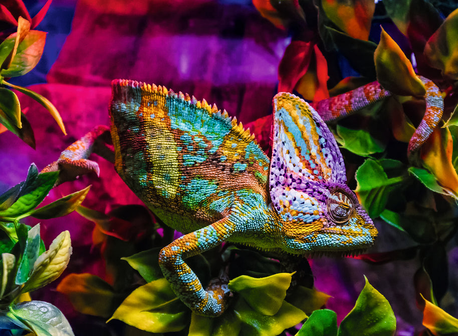 Ravensburger - Chameleon - 500 palaa