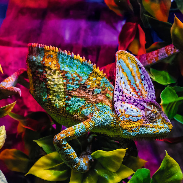 Ravensburger - Chameleon - 500 palaa