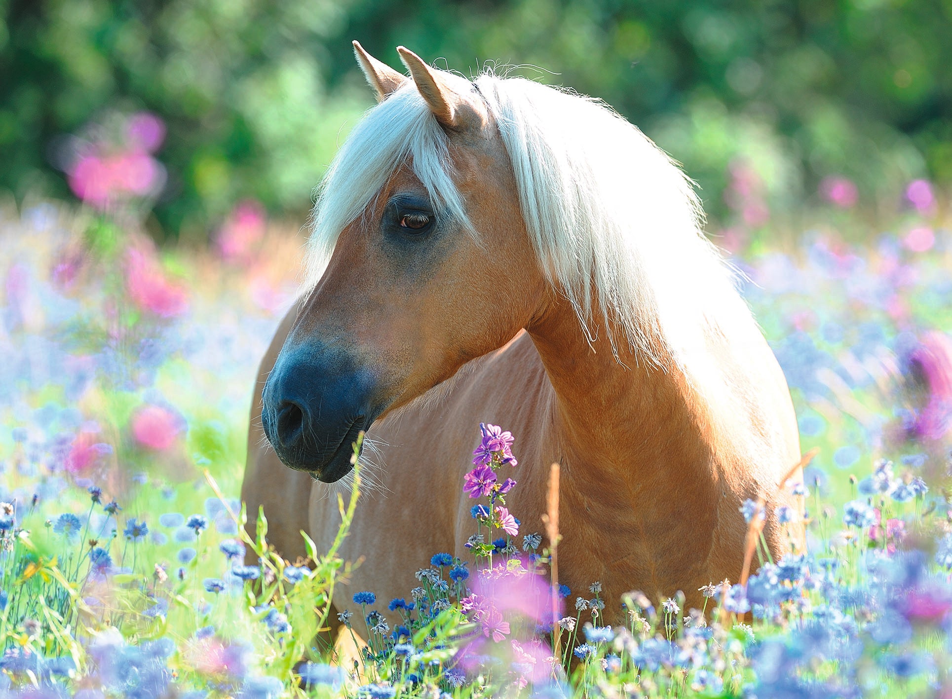 Ravensburger - Wildflower pony - 300 palaa XXL