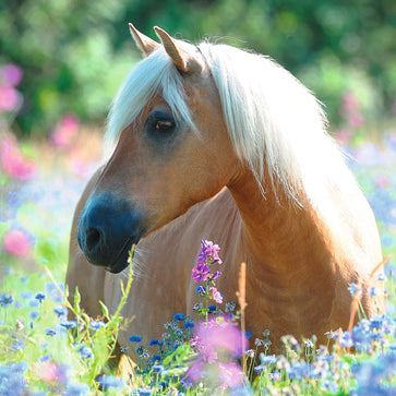 Ravensburger - Wildflower pony - 300 palaa XXL