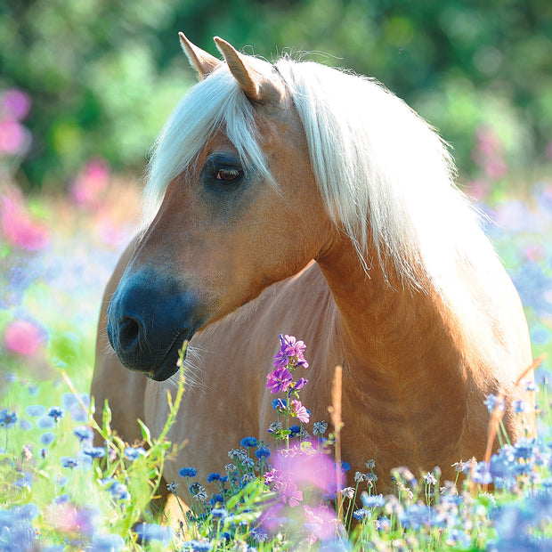 Ravensburger - Wildflower pony - 300 palaa XXL