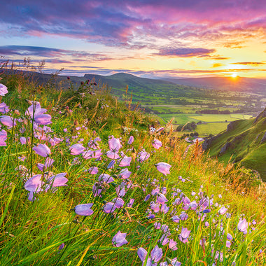 Castorland - Glockenblumen im Sonnenaufgang - 500 palaa
