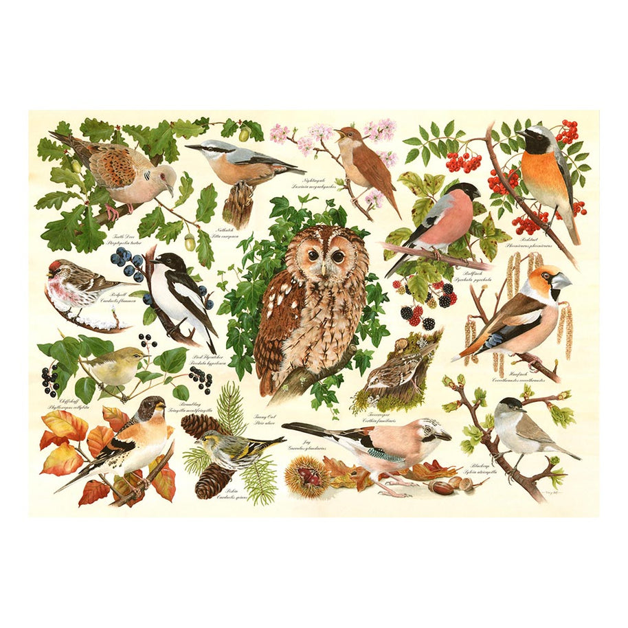House of Puzzles - XXL Pieces - Woodland Birds -  500 palaa
